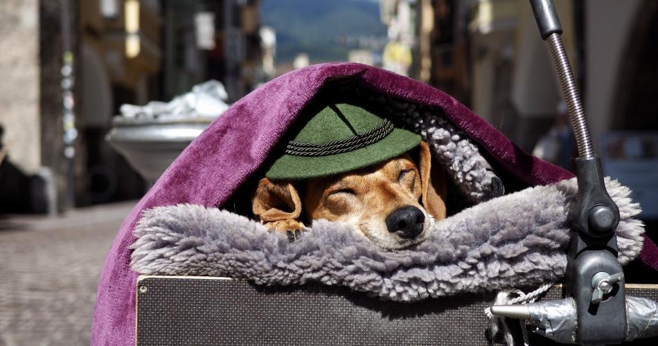 Hund mit Hut in Innsbrucker Altstadt
